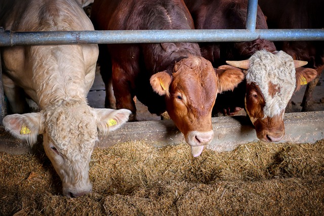 Cattle Feed Industry